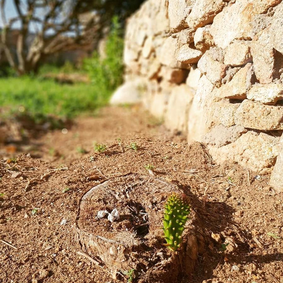 Villa Sprafundu La Maddalena  Extérieur photo